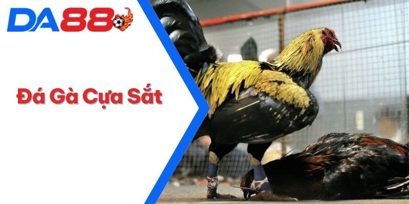 Đá Gà Cựa Sắt - Môn Thể Thao Kịch Tính, Đầy Chiến Lược 3 Đá Gà Cựa Sắt