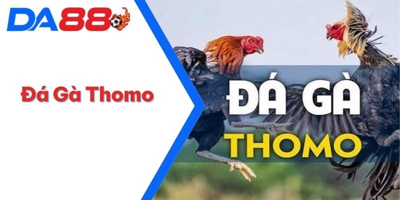 Đá Gà Thomo - Đấu Trường Đỉnh Cao Với Các Trận Chiến Hấp Dẫn 1 Đá gà Thomo