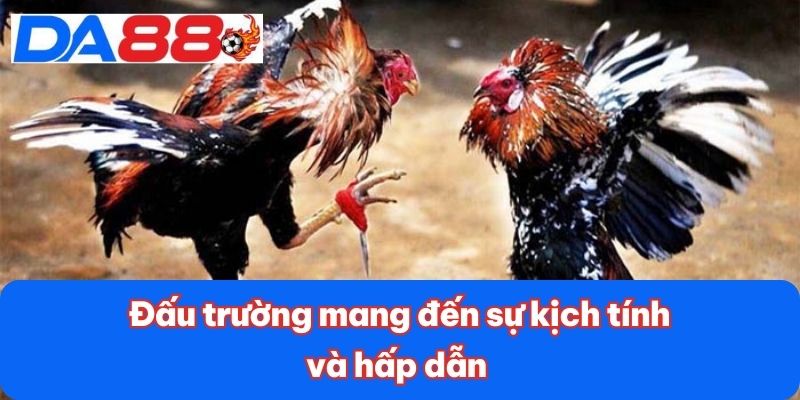 Đá Gà Thomo - Đấu Trường Đỉnh Cao Với Các Trận Chiến Hấp Dẫn 3 Đấu trường mang đến sự kịch tính và hấp dẫn